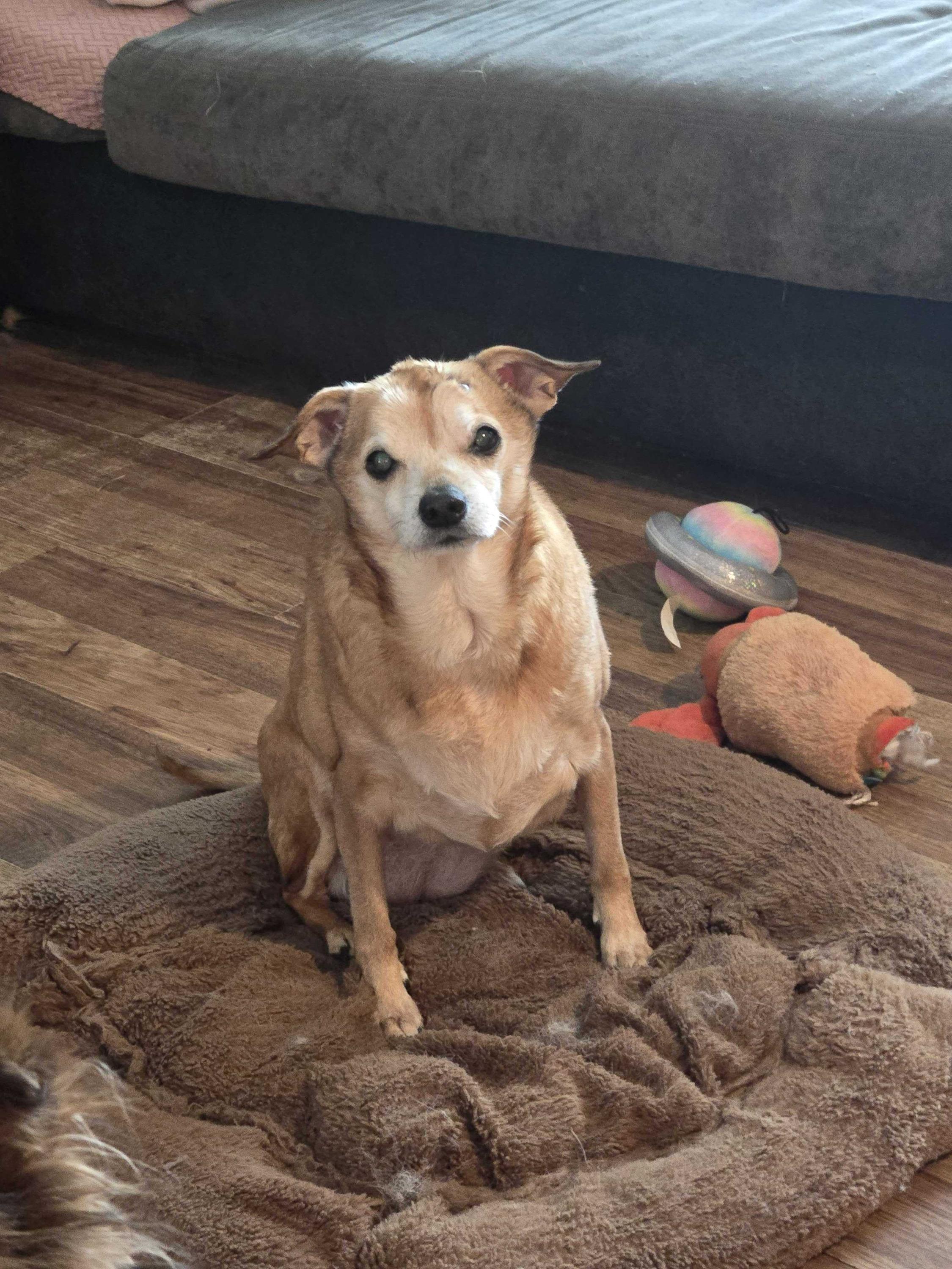 Enlarge Chloe, a ADOPTABLE mixed breed in Bowdoin, ME image 1/7