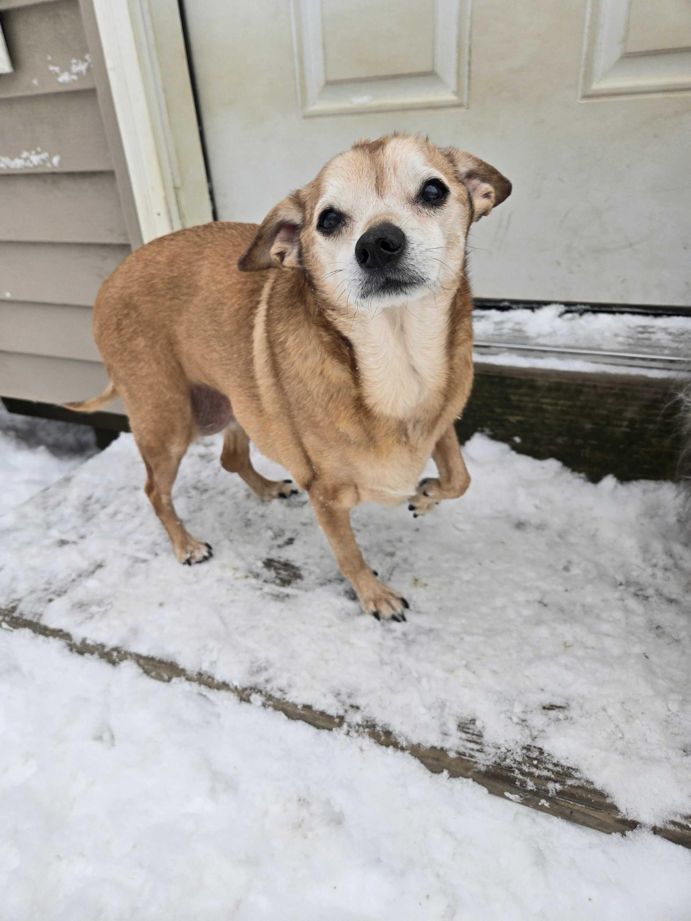 Enlarge Chloe, a ADOPTABLE mixed breed in Bowdoin, ME image 2/7