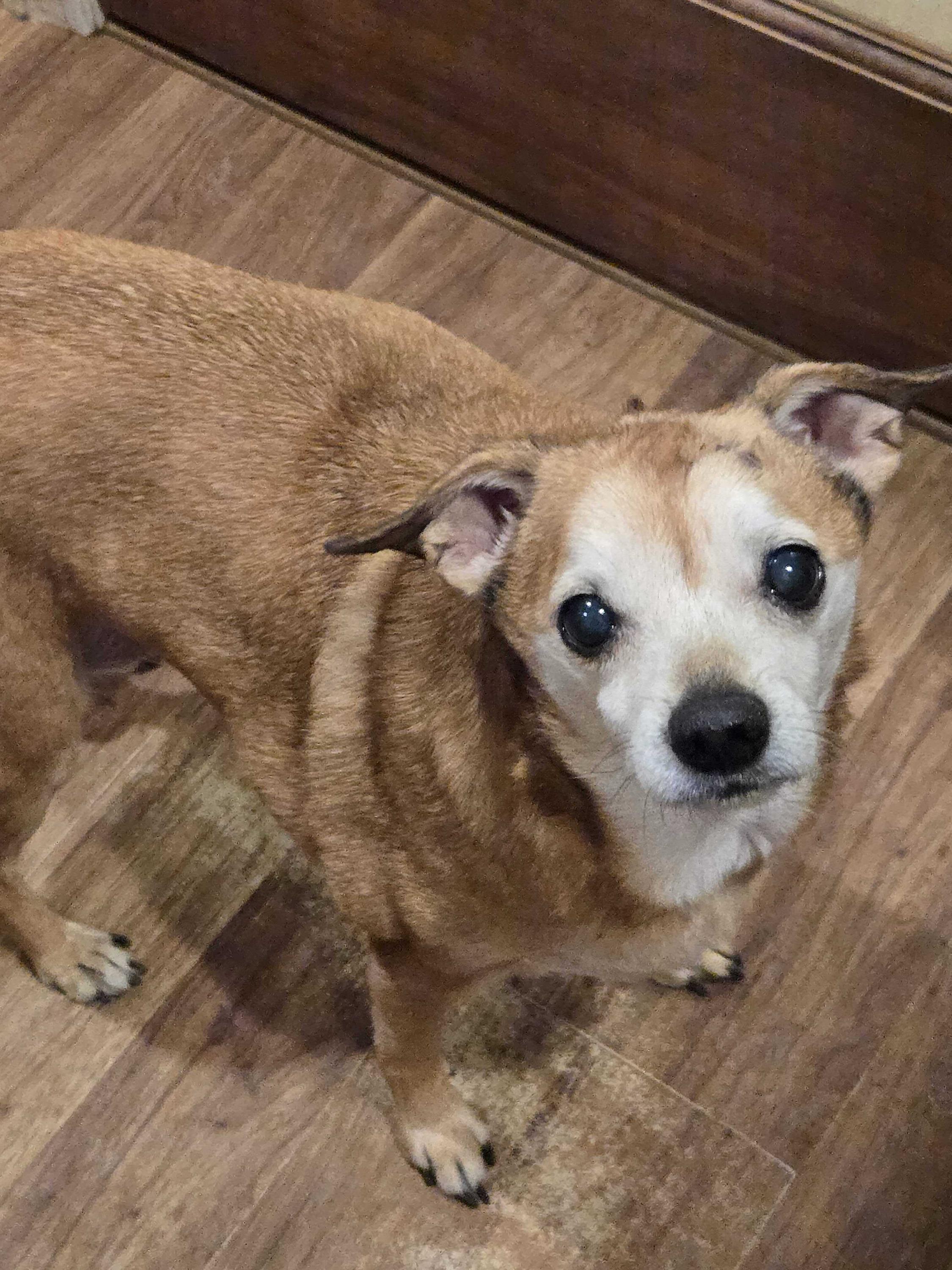 Enlarge Chloe, a ADOPTABLE mixed breed in Bowdoin, ME image 5/7