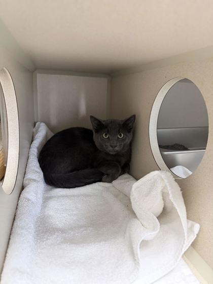 Enlarge Sketch, a Adoptable Domestic Short Hair in Steamboat Springs, CO image 1/1
