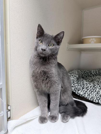 Sketch, Adoptable, Young Male Domestic Short Hair.