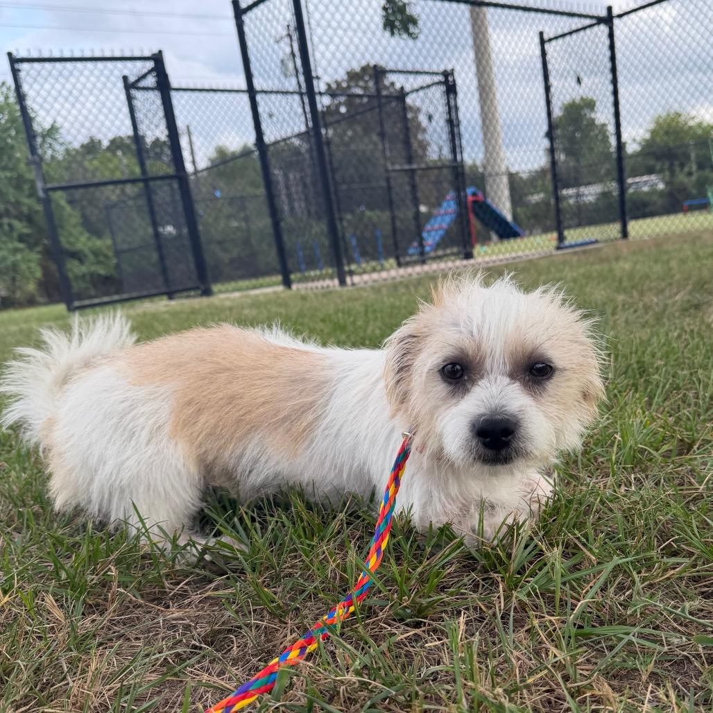 Enlarge Hutch, a Adoptable mixed breed in Bryan, TX image 1/4