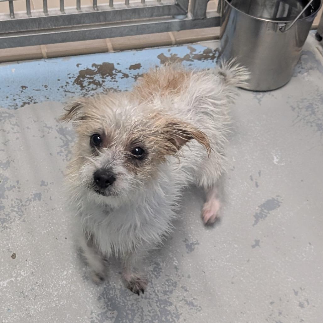 Enlarge Hutch, a Adoptable mixed breed in Bryan, TX image 2/4