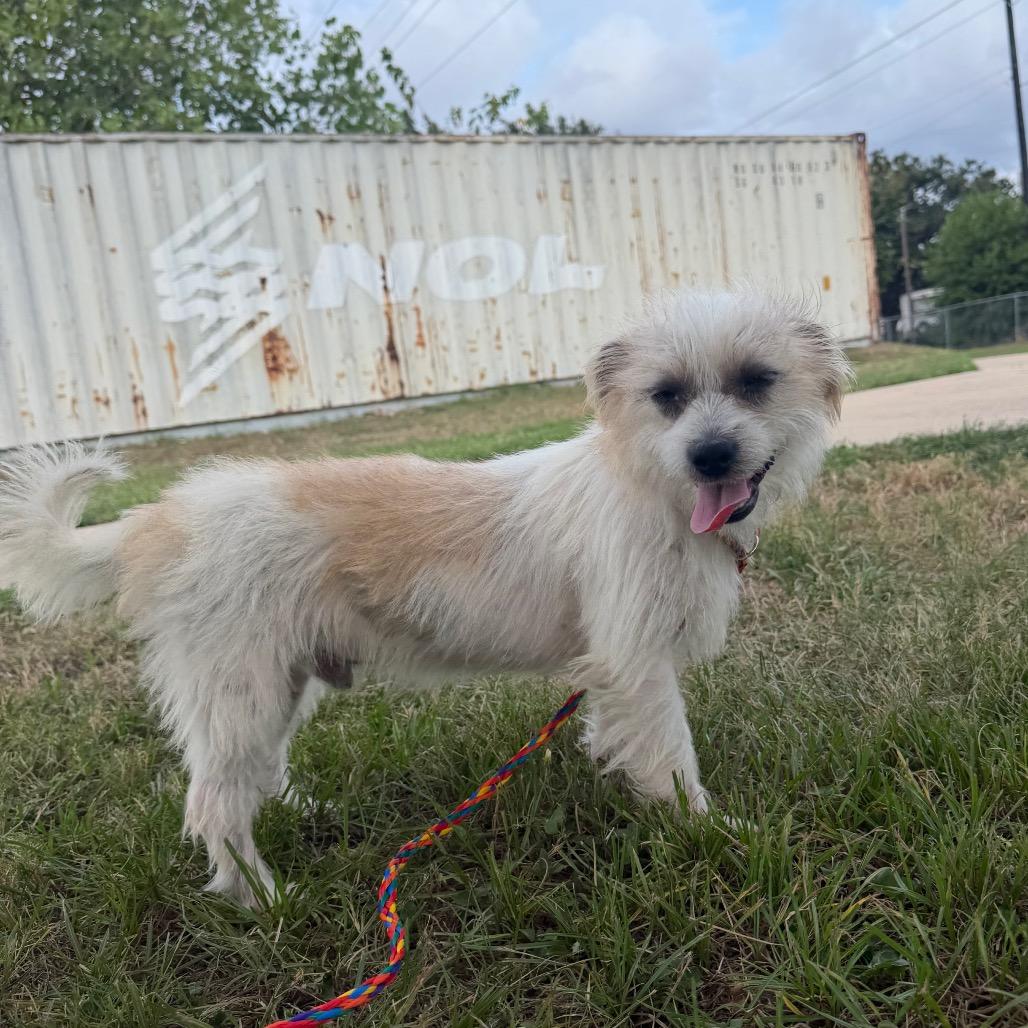 Enlarge Hutch, a Adoptable mixed breed in Bryan, TX image 3/4