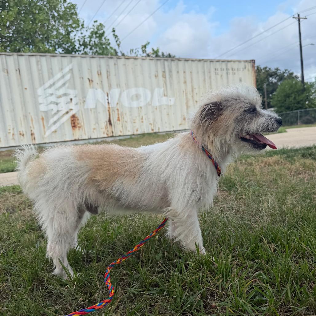 Enlarge Hutch, a Adoptable mixed breed in Bryan, TX image 4/4