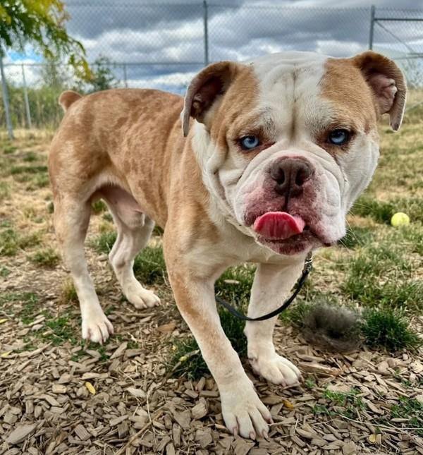 Enlarge George, a Adoptable mixed breed in Salem, OR image 1/1