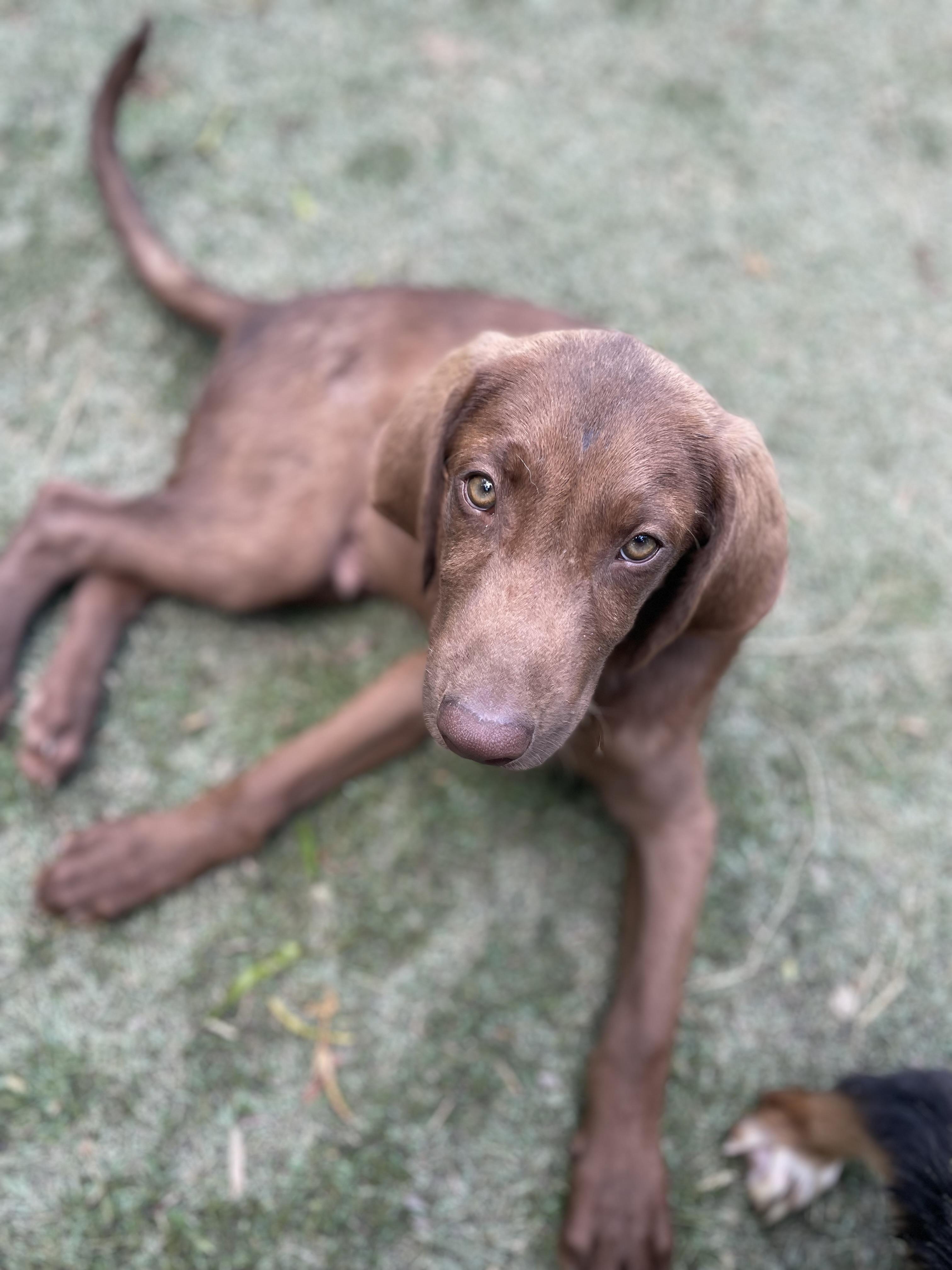 Forrest, Young Male Chocolate Labrador Retriever