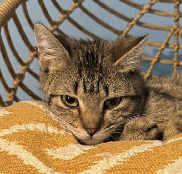 Callie, a Adoptable mixed breed in MONTGOMERY, TX image 1/3