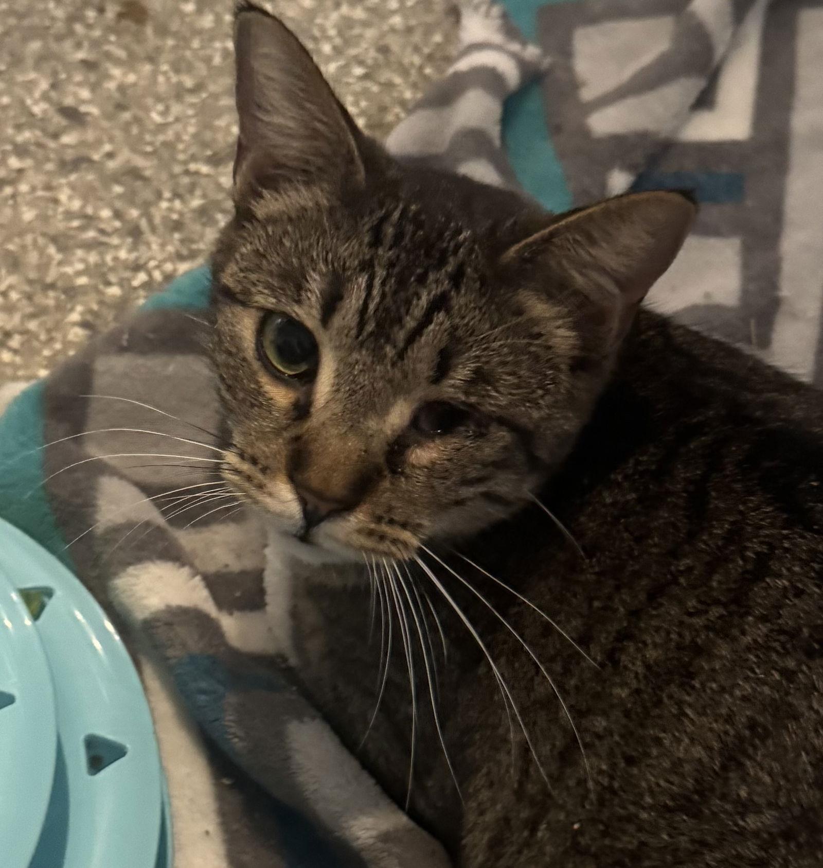 Callie, Adoptable, Kitten Female Tabby & Domestic Short Hair.