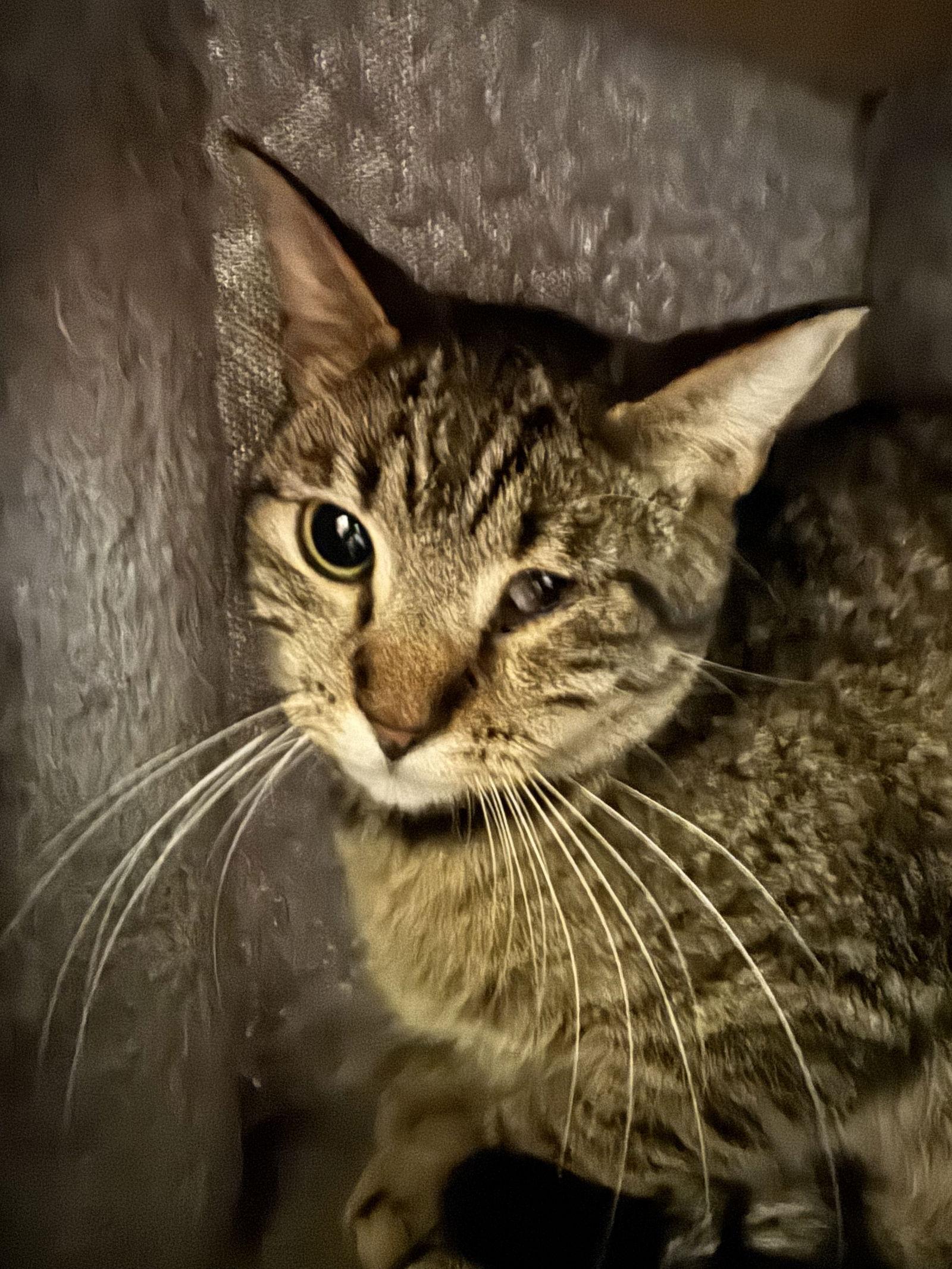 Callie, a Adoptable mixed breed in MONTGOMERY, TX image 2/3