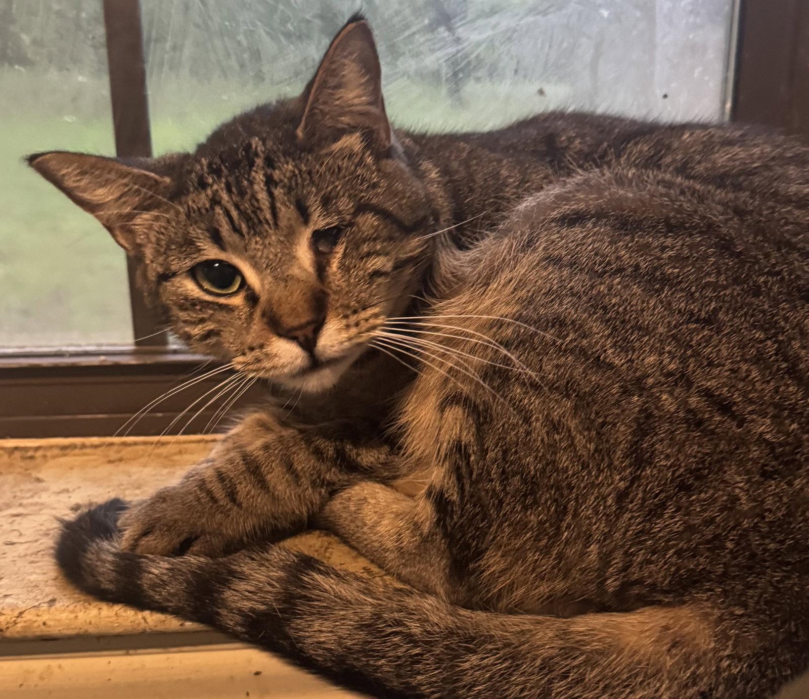 Enlarge Callie, a Adoptable mixed breed in MONTGOMERY, TX image 2/3