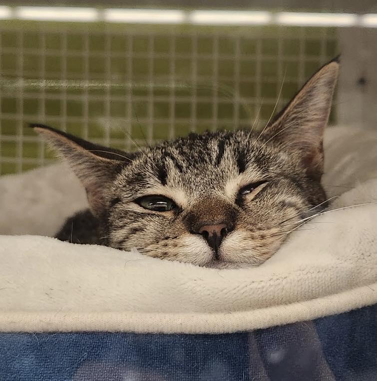 Callie, a Adoptable mixed breed in MONTGOMERY, TX image 3/3