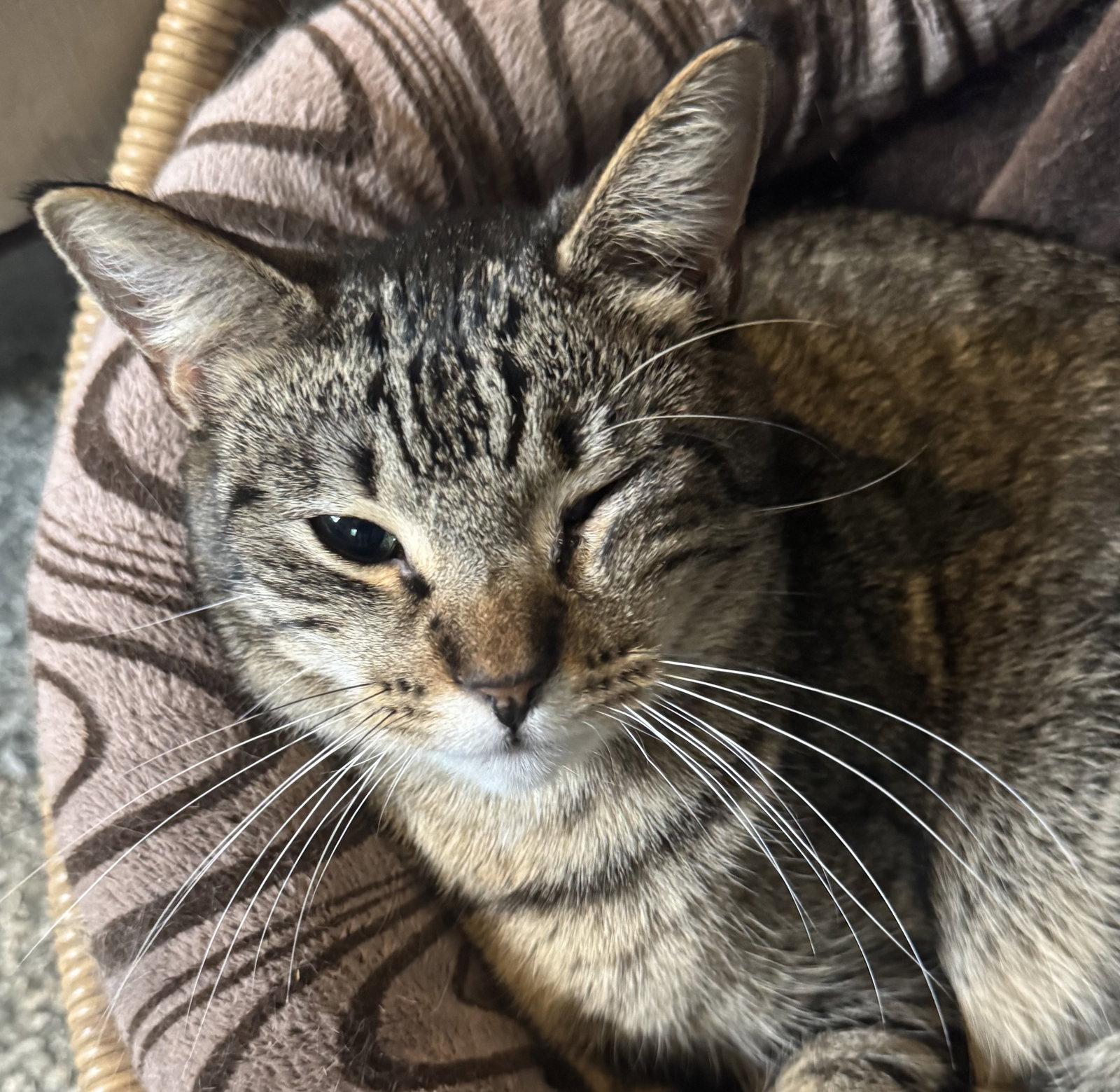 Enlarge Callie, a Adoptable mixed breed in MONTGOMERY, TX image 3/3