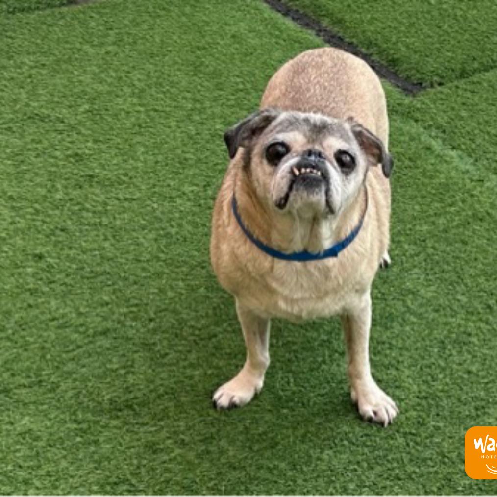 Enlarge Pugs/Courtesy Post, a Adoptable Pug in Long Beach, CA image 1/1