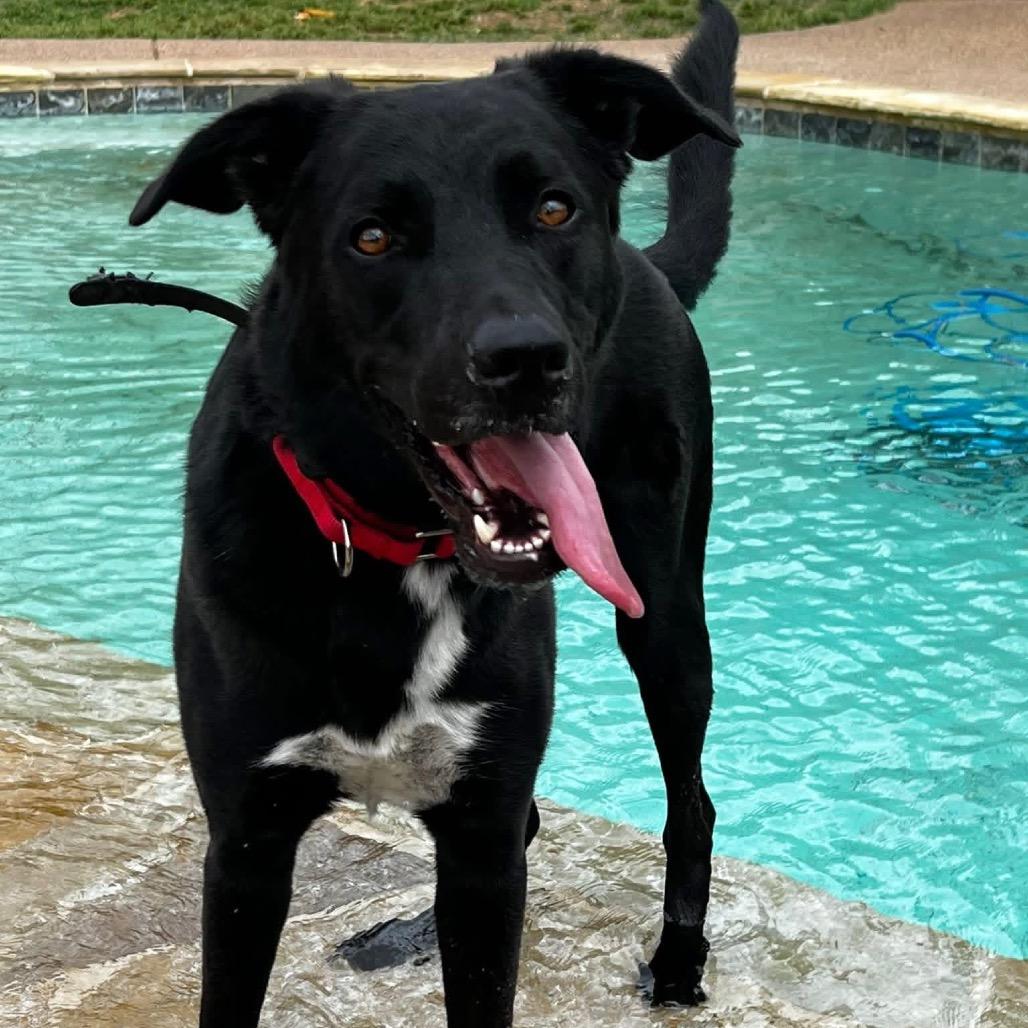 Enlarge Pete, a Adoptable mixed breed in Aledo, TX image 1/6