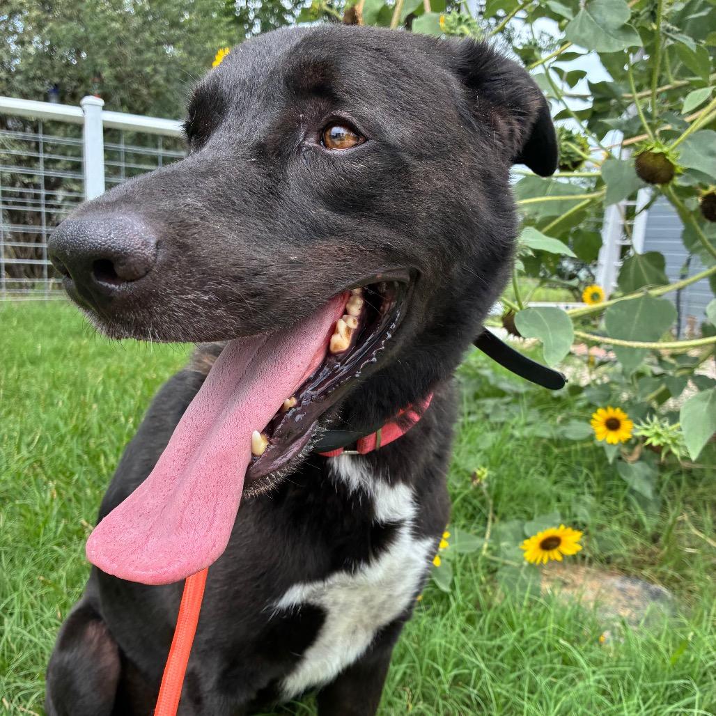 Enlarge Pete, a Adoptable mixed breed in Aledo, TX image 2/6
