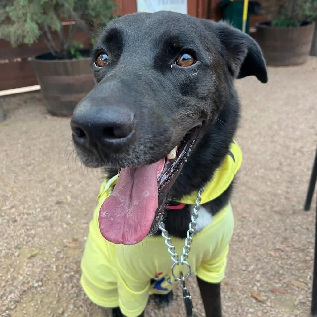 Enlarge Pete, a Adoptable mixed breed in Aledo, TX image 3/6