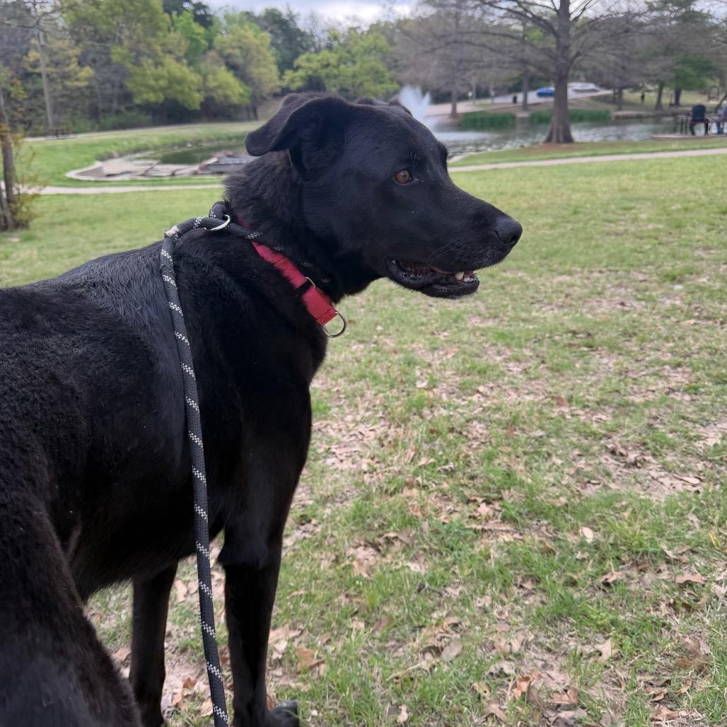 Enlarge Pete, a Adoptable mixed breed in Aledo, TX image 4/6