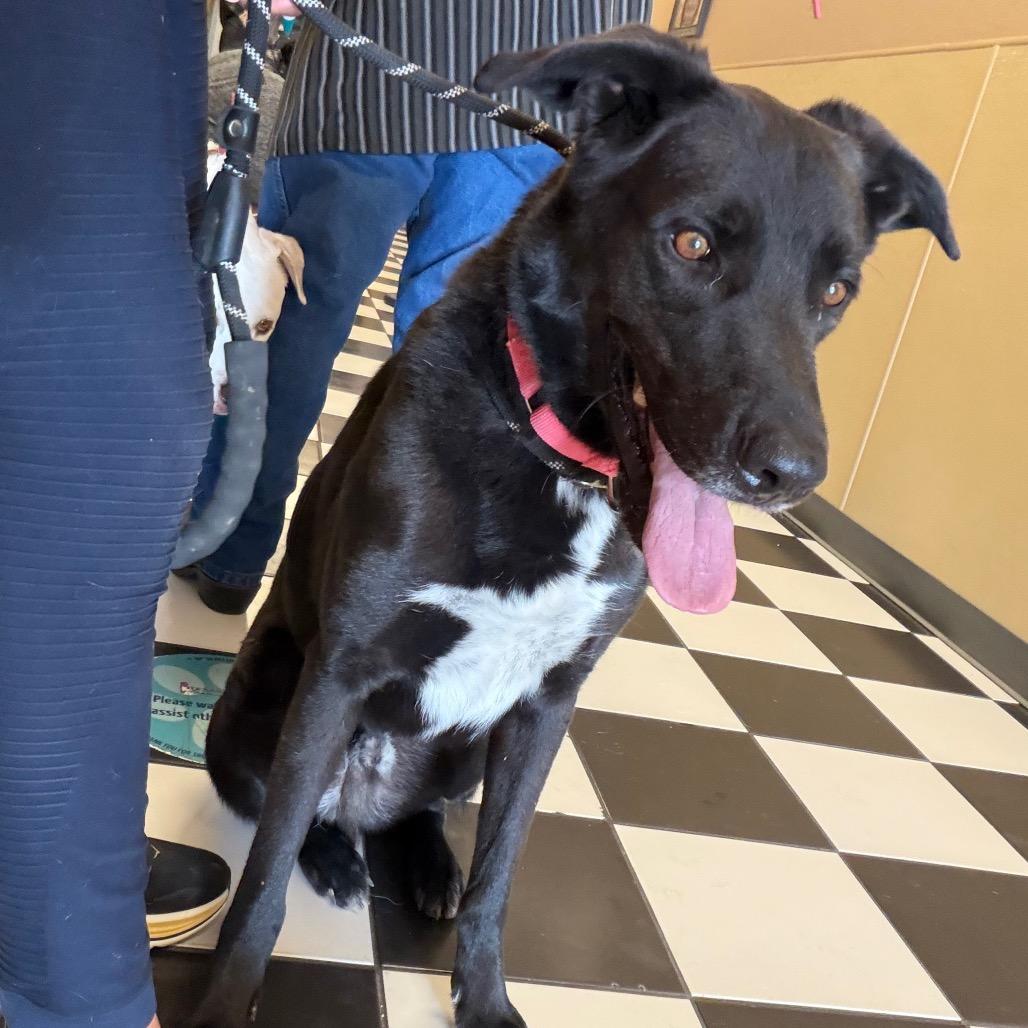 Enlarge Pete, a Adoptable mixed breed in Aledo, TX image 5/6