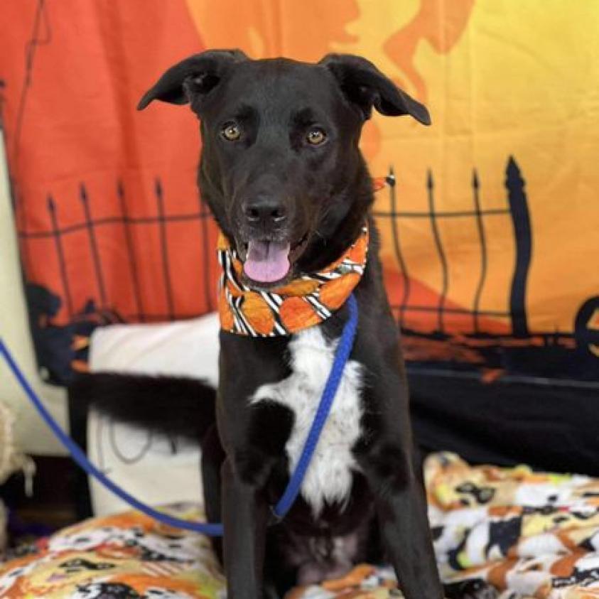 Enlarge Pete, a Adoptable mixed breed in Aledo, TX image 6/6