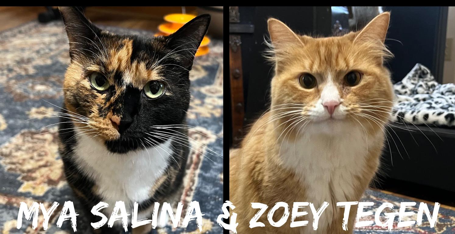 Mya Selina & Zoey Tegen (they need an angel), Adoptable, Adult Female Calico & Tabby.