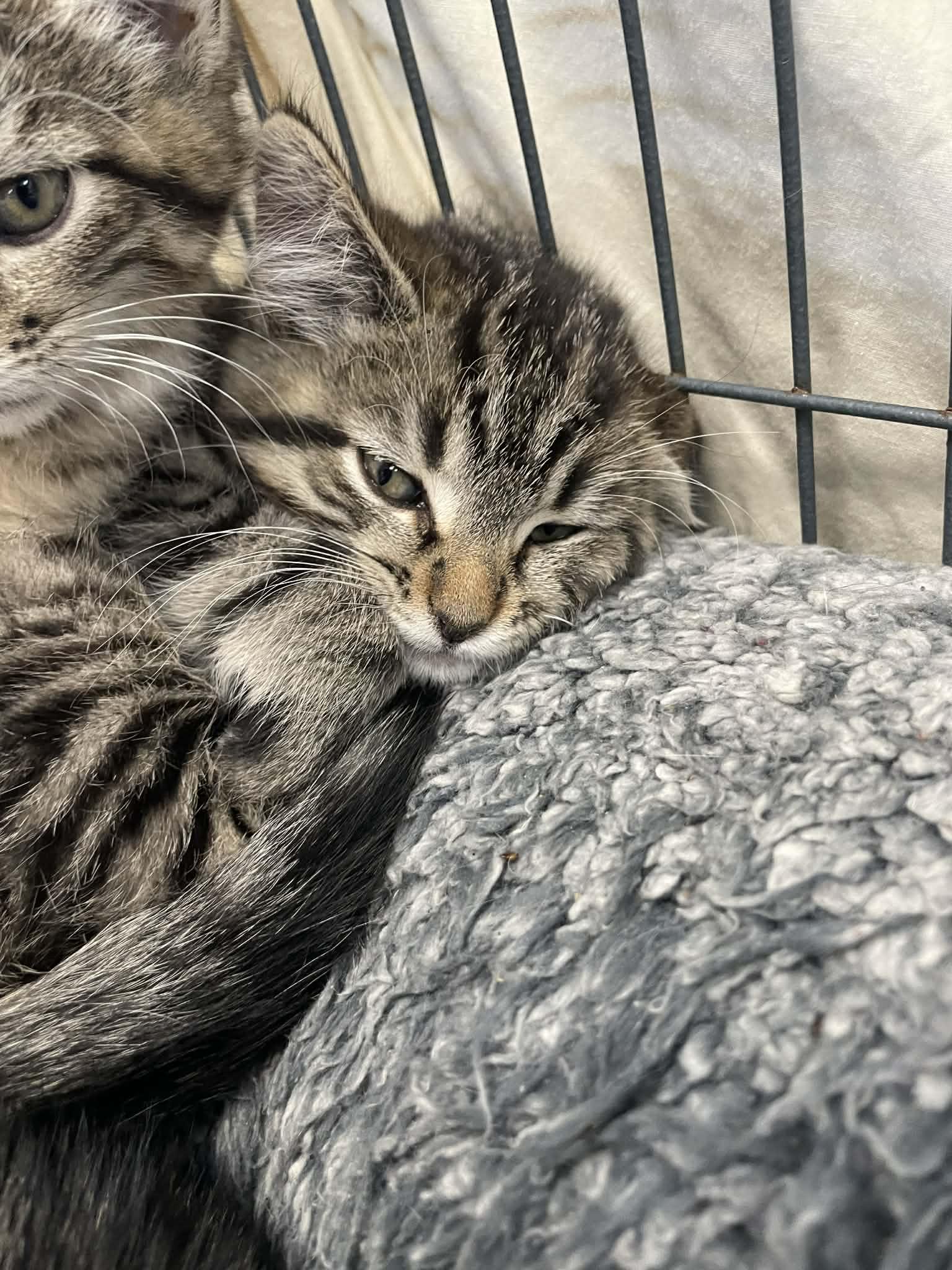 Enlarge Melinda, an adopted Domestic Short Hair in Parma, OH image 1/1