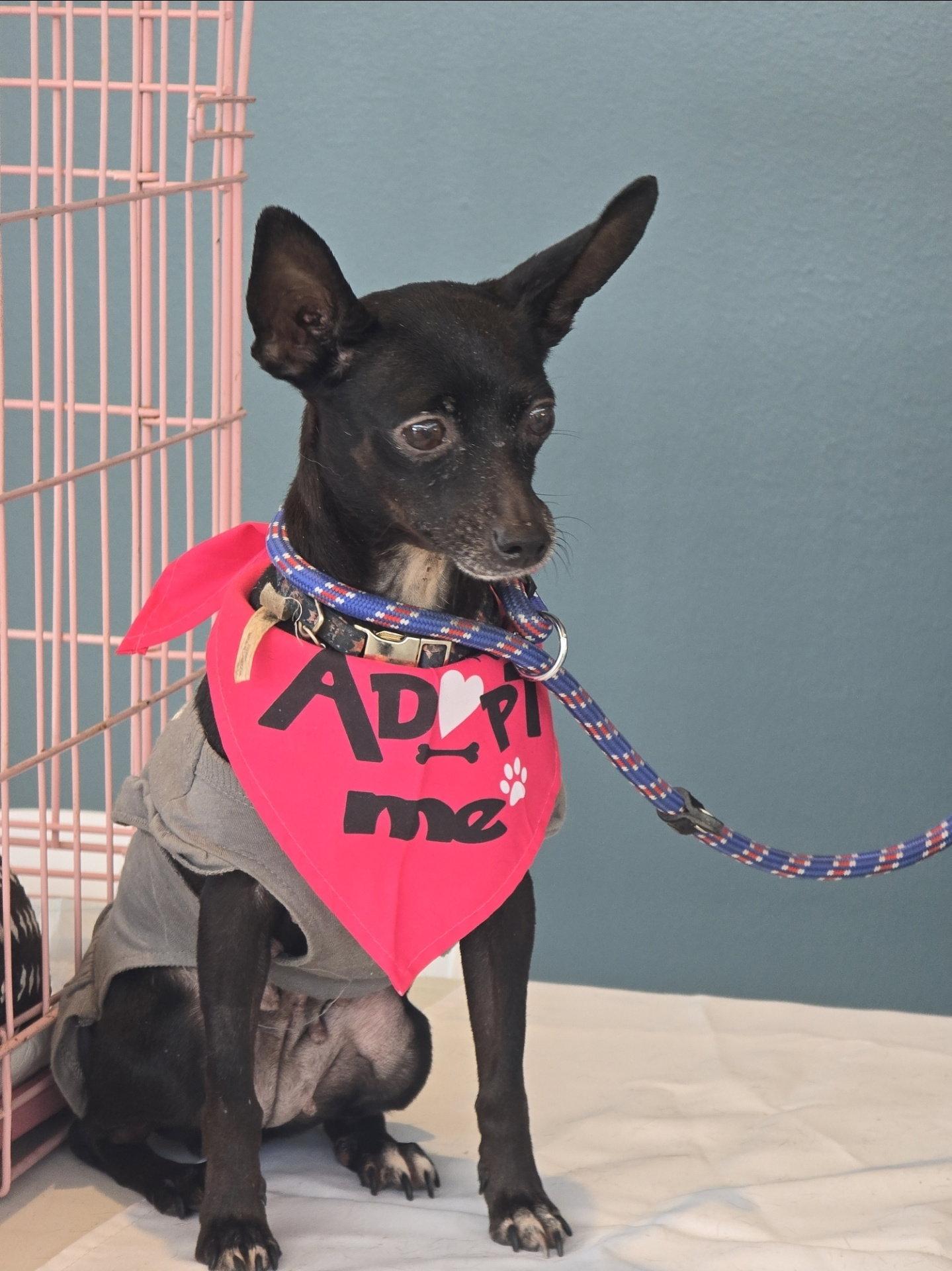 Enlarge Carrieann, a Adoptable Chihuahua in East Hartford, CT image 2/3
