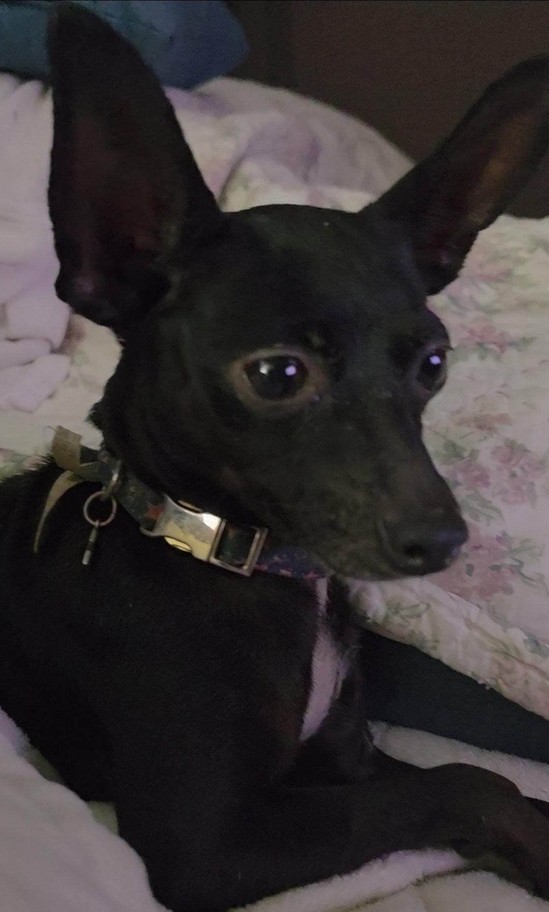 Enlarge Carrieann, a Adoptable Chihuahua in East Hartford, CT image 3/3