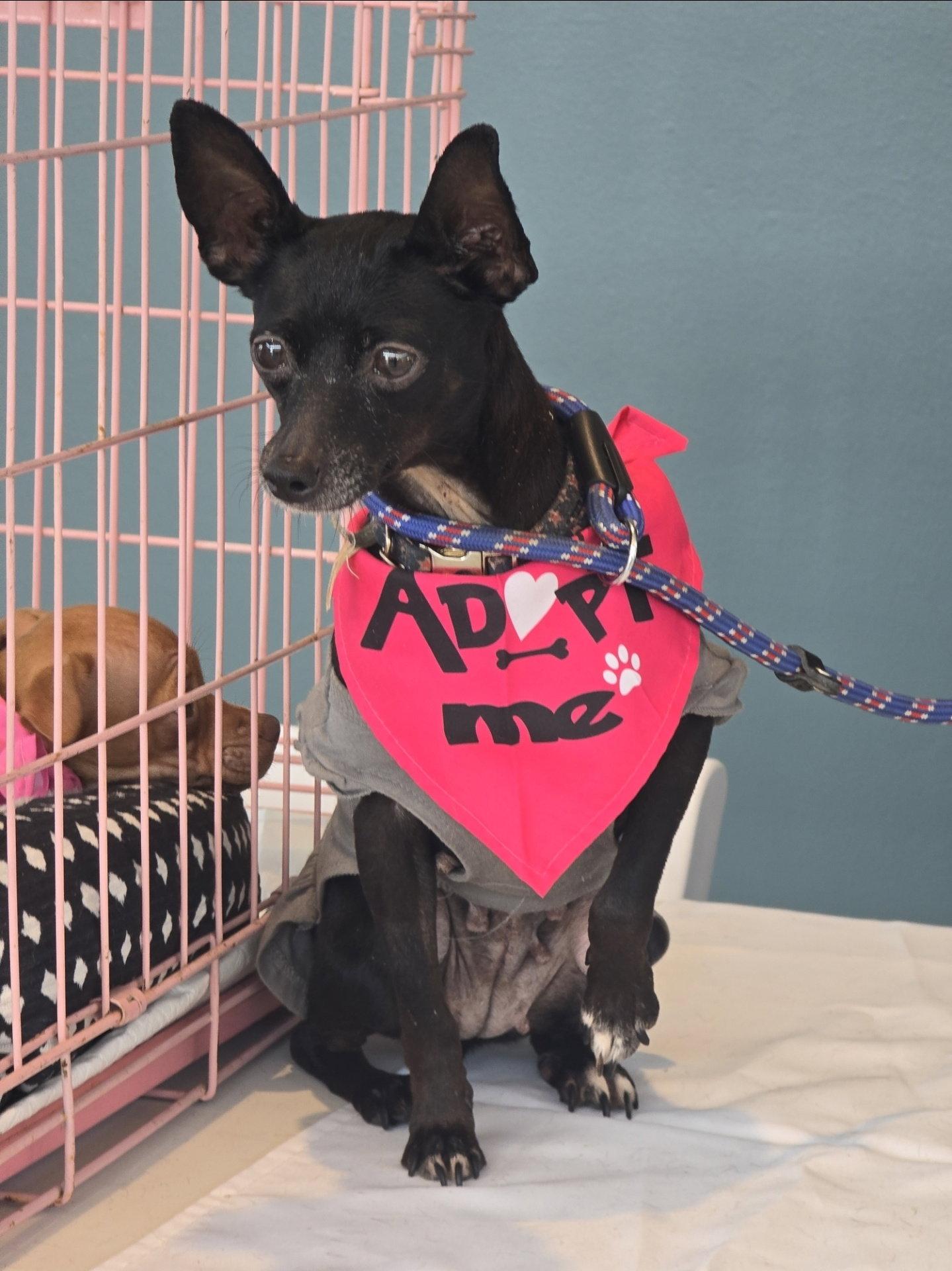 Carrieann, Adoptable, Adult Female Chihuahua.
