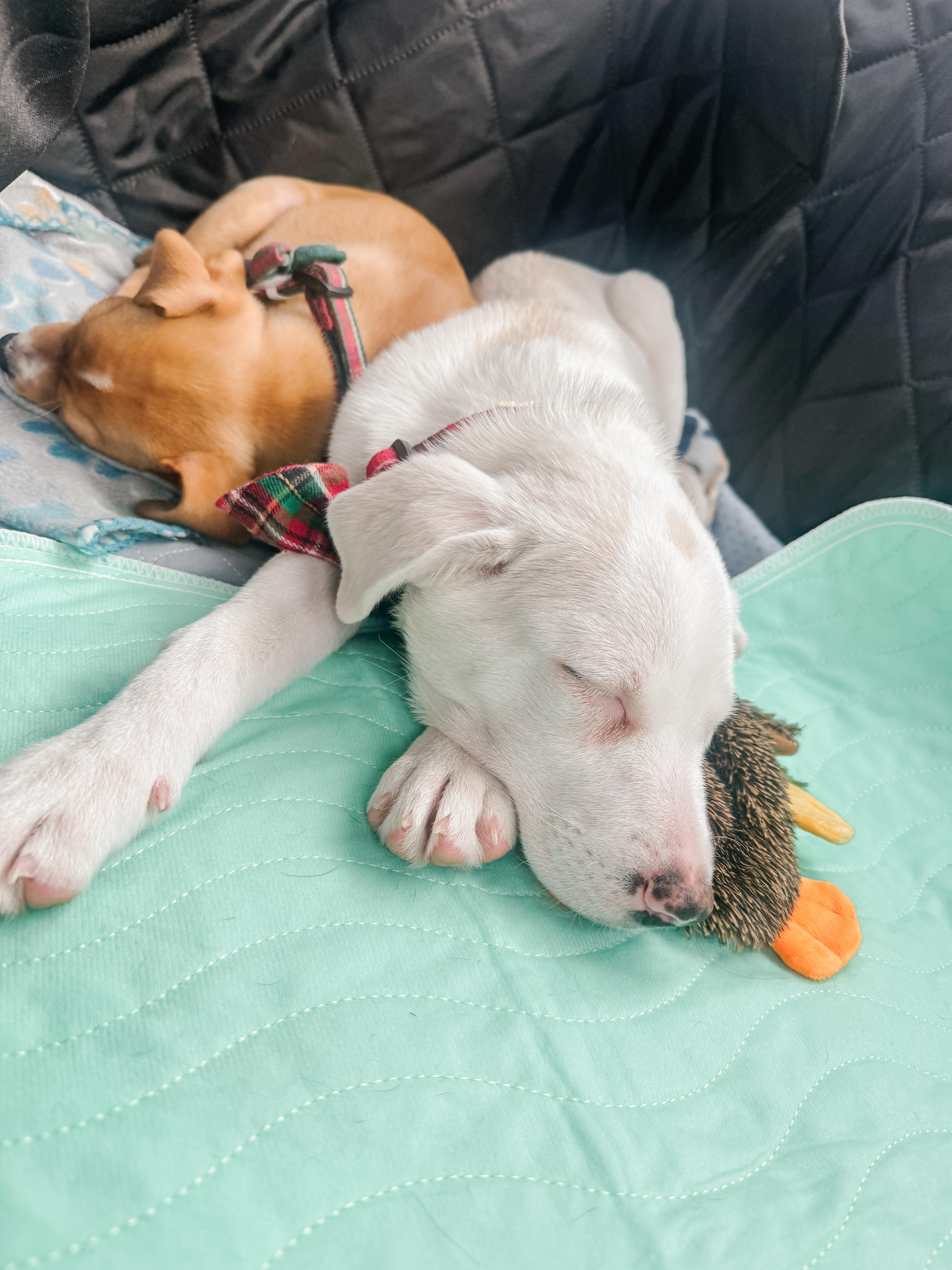 Enlarge Zoey , a Adoptable mixed breed in Branson, MO image 4/6