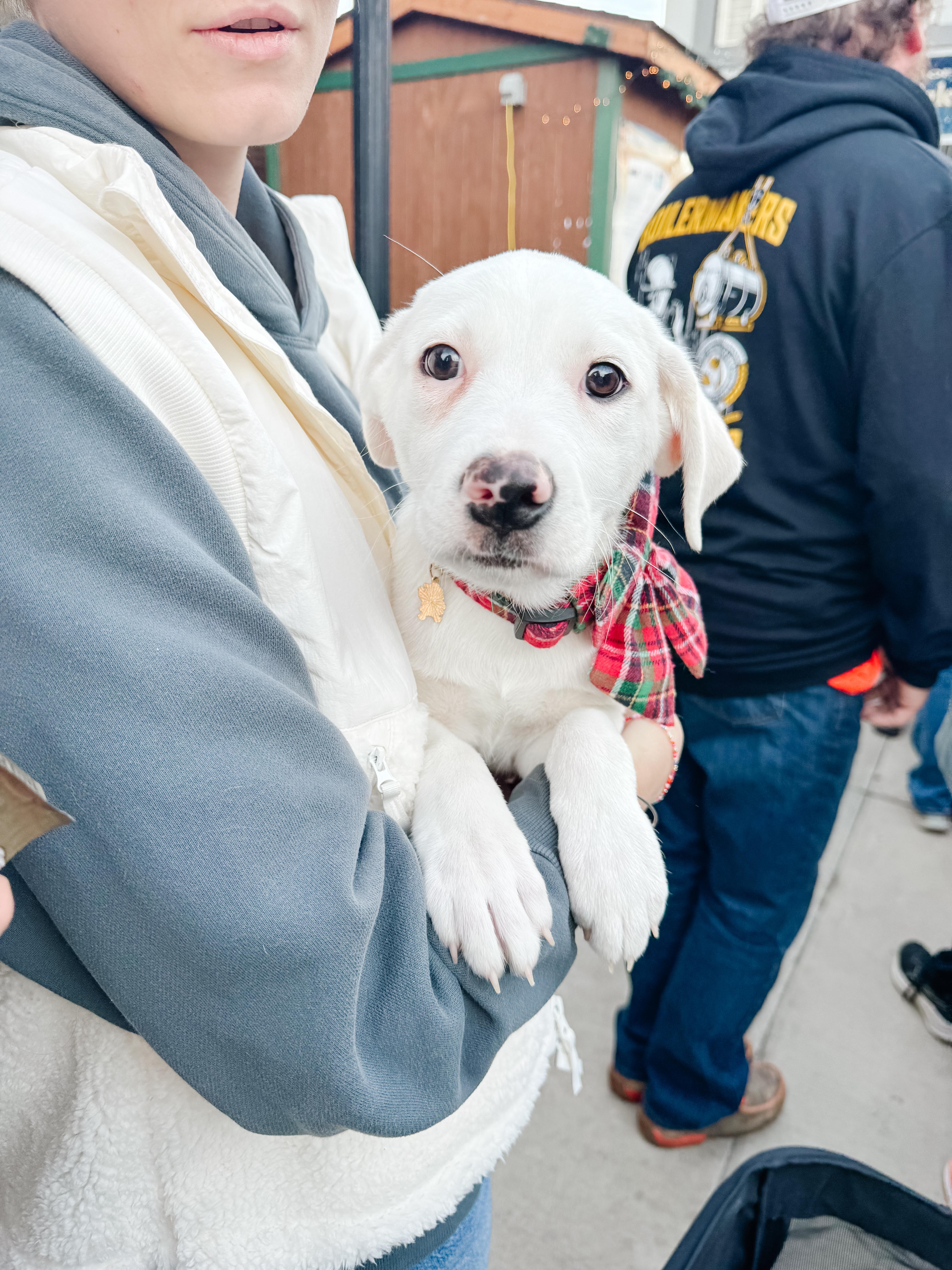 Enlarge Zoey , a Adoptable mixed breed in Branson, MO image 1/6