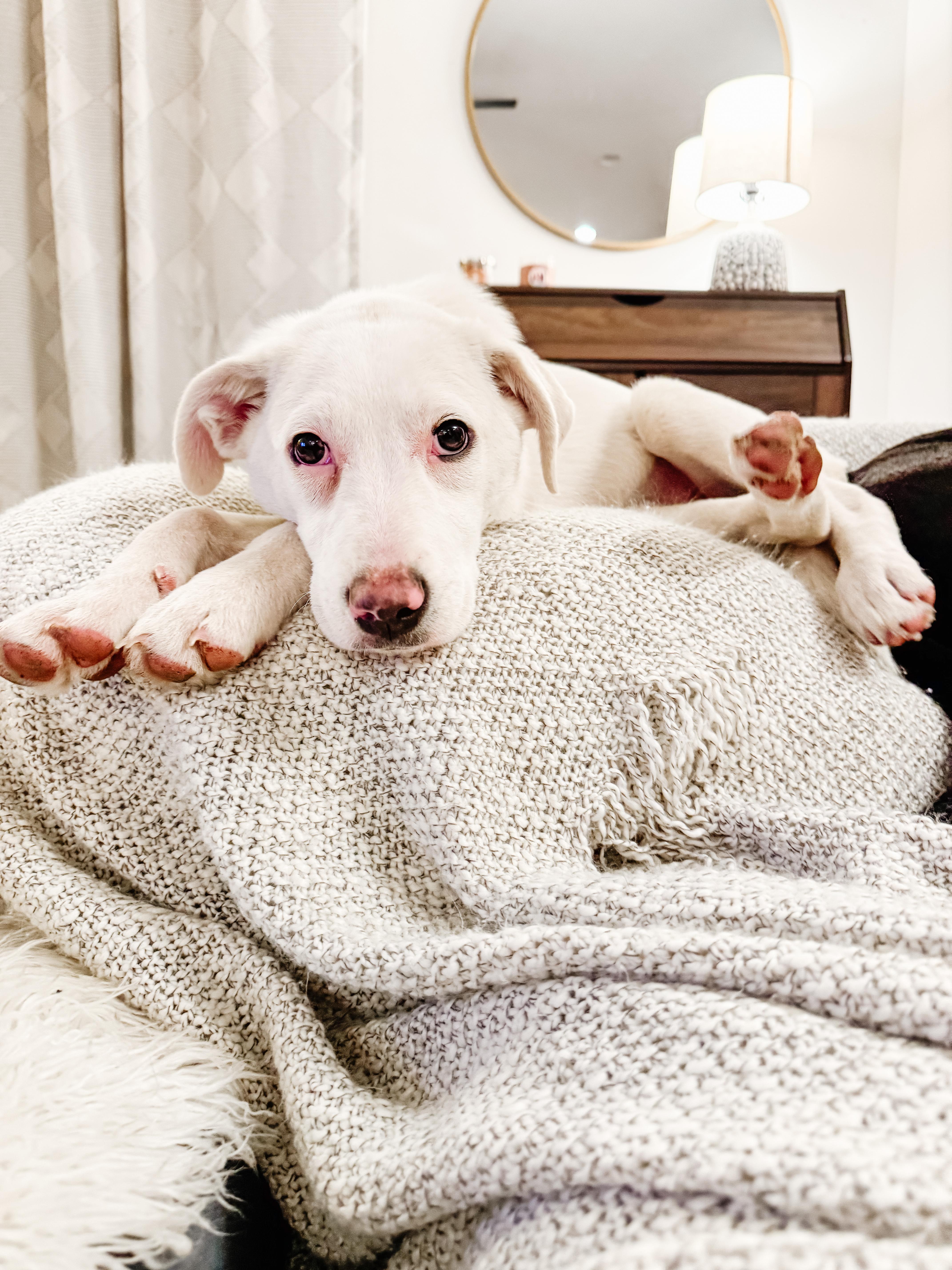 Enlarge Zoey , a Adoptable mixed breed in Branson, MO image 3/6