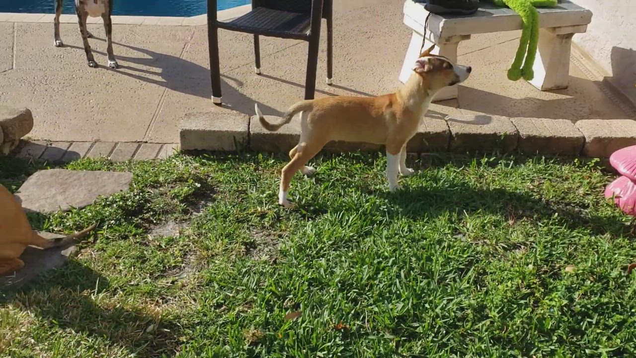 Enlarge Rue, a Adopted mixed breed in Hollywood, FL video 4/7