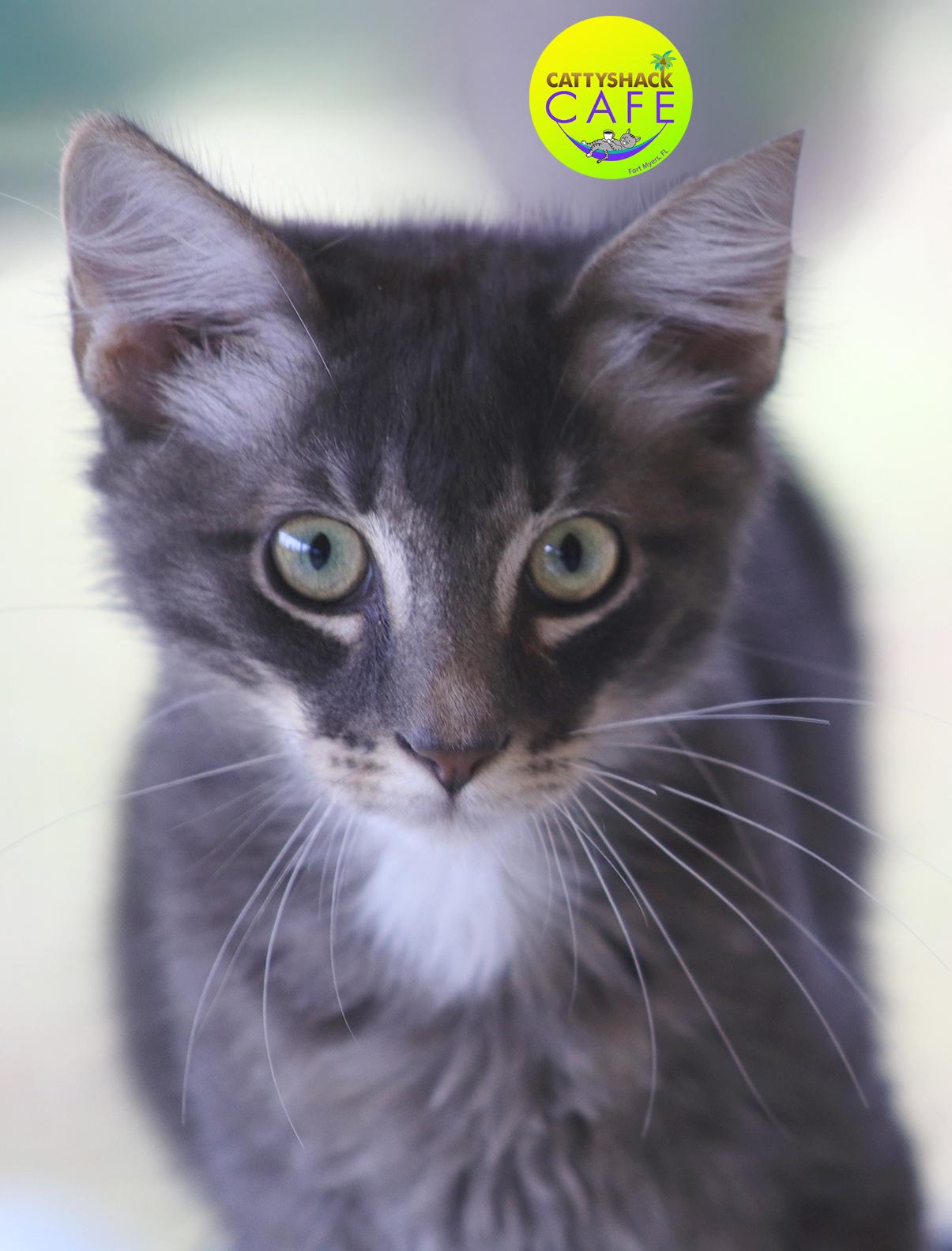 Clock - CSC, adopted, Young Male Domestic Short Hair.