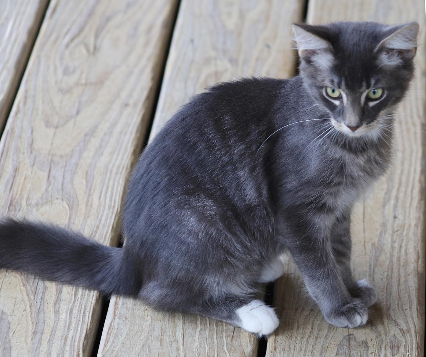 Enlarge Clock - CSC, an adopted Domestic Short Hair in North Fort Myers, FL image 3/3