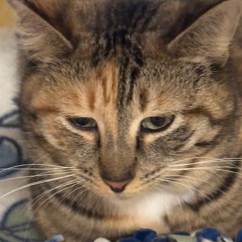Enlarge Savannah - Social & Sweet, an adopted Torbie in Hoquiam, WA image 6/6