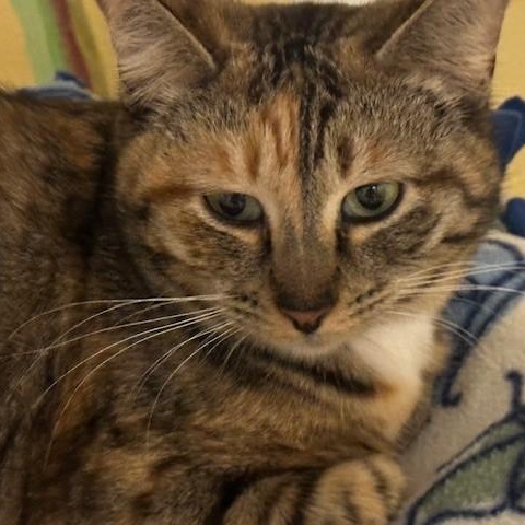 Enlarge Savannah - Social & Sweet, an adopted Torbie in Hoquiam, WA image 2/6