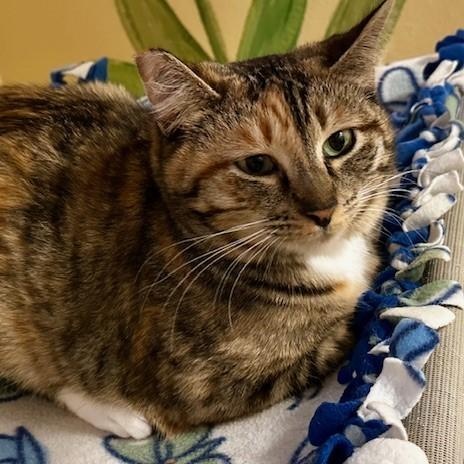 Enlarge Savannah - Social & Sweet, an adopted Torbie in Hoquiam, WA image 1/6