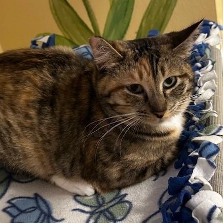 Enlarge Savannah - Social & Sweet, an adopted Torbie in Hoquiam, WA image 3/6