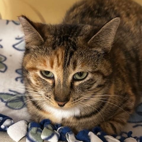 Enlarge Savannah - Social & Sweet, an adopted Torbie in Hoquiam, WA image 5/6
