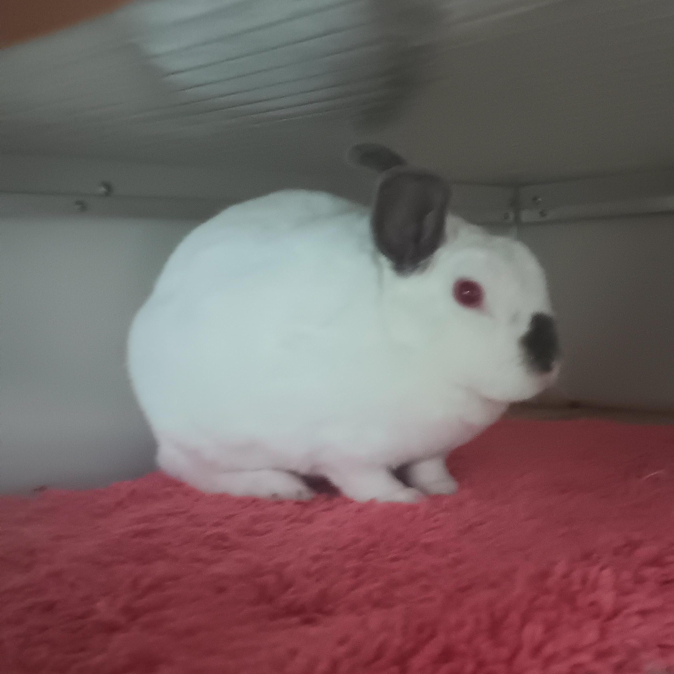 Enlarge Alice, a Adoptable Angora Rabbit in Gig Harbor, WA image 1/3