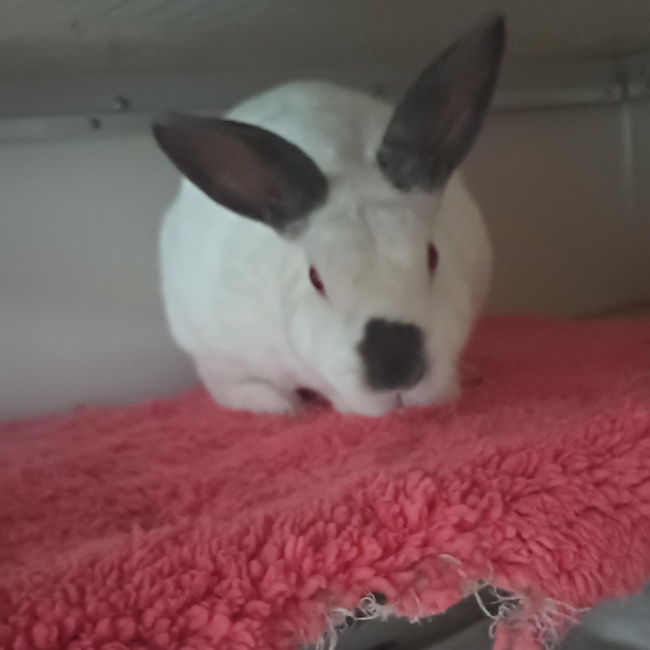 Enlarge Alice, a Adoptable Angora Rabbit in Gig Harbor, WA image 2/3