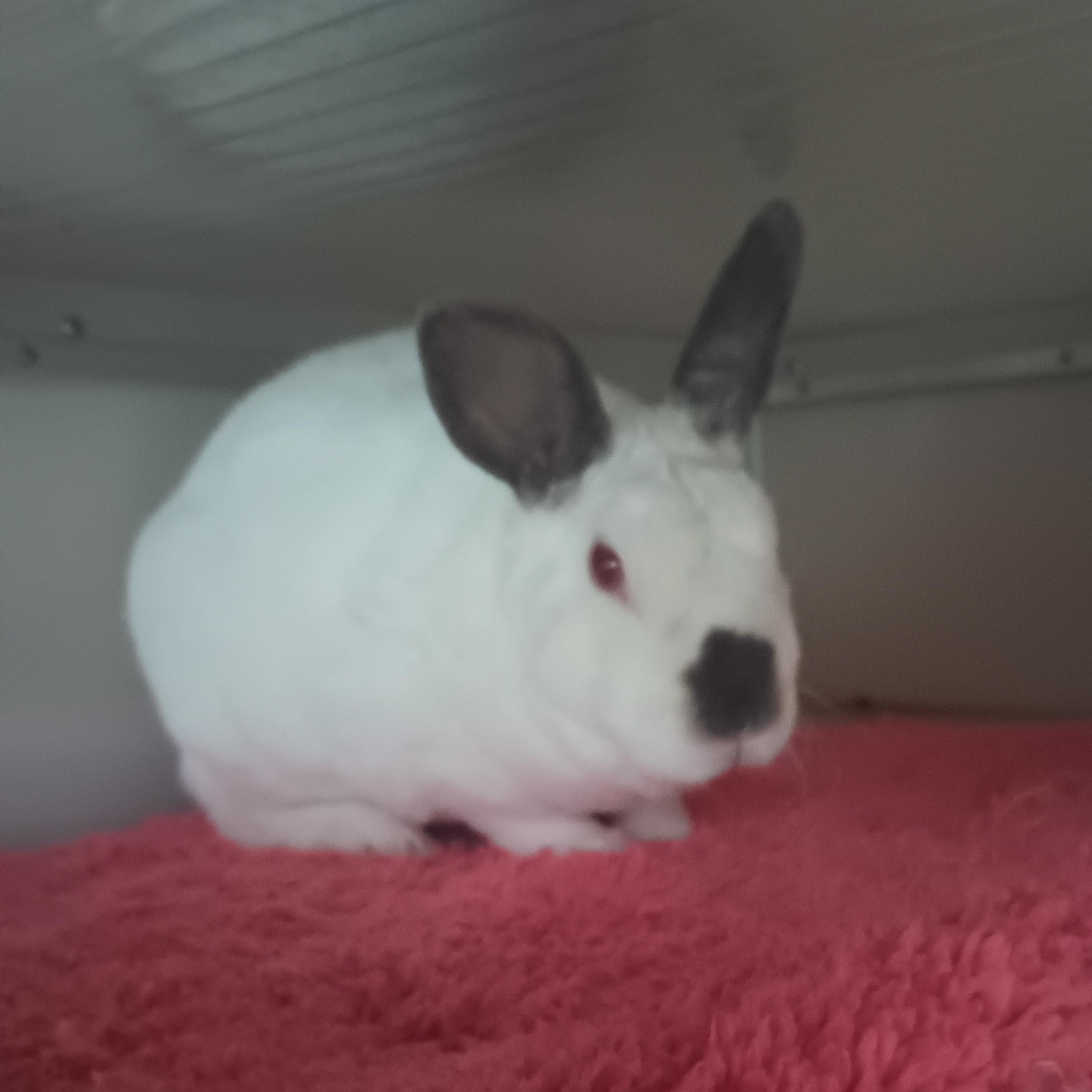 Enlarge Alice, a Adoptable Angora Rabbit in Gig Harbor, WA image 3/3