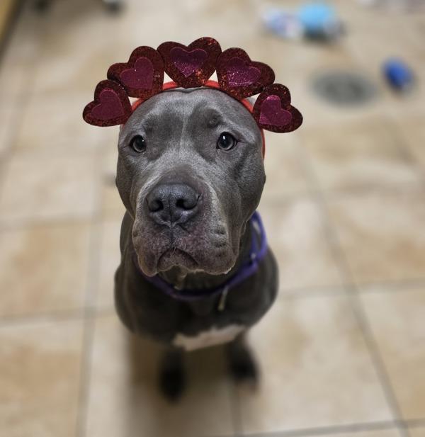 Pepsi, a Adoptable mixed breed in Troutdale, OR image 1/4