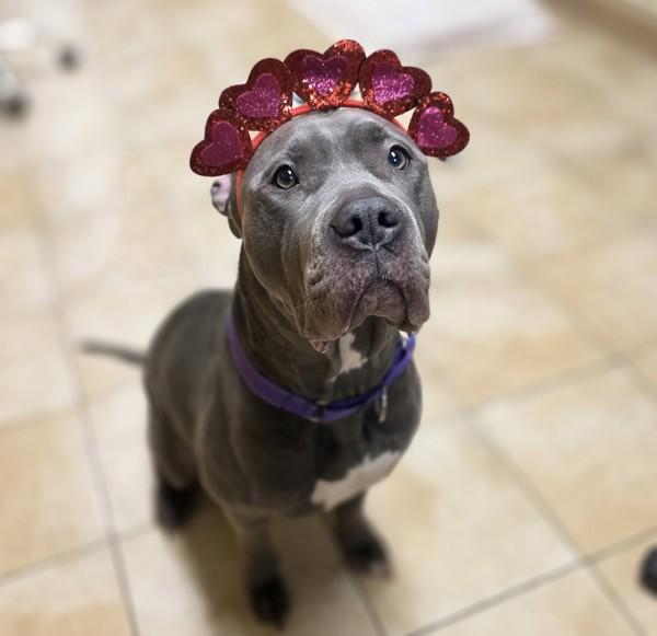 Pepsi, a Adoptable mixed breed in Troutdale, OR image 2/4