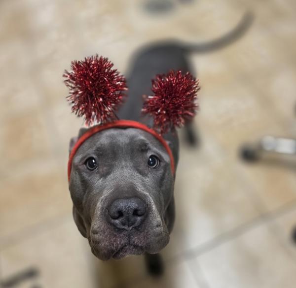 Pepsi, a Adoptable mixed breed in Troutdale, OR image 3/4
