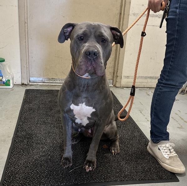 Pepsi, a Adoptable mixed breed in Troutdale, OR image 4/4