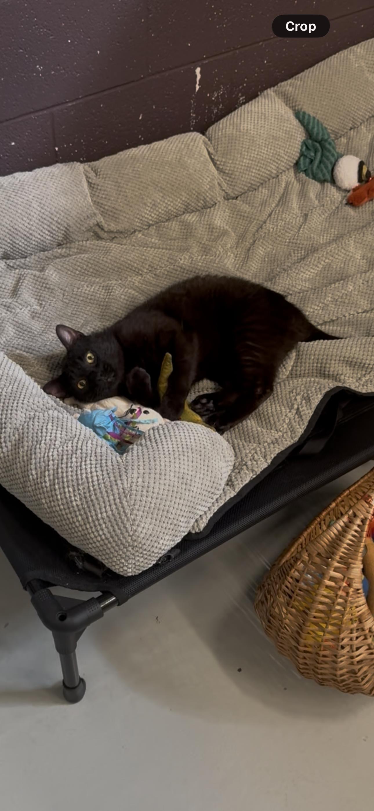 Enlarge Jalepeno, a ADOPTABLE Domestic Long Hair in Boyne City, MI image 2/3