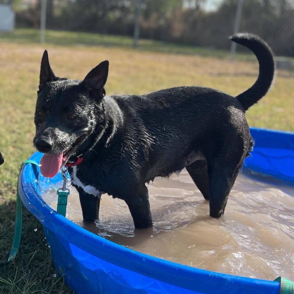 Enlarge Spinelli, a Adoptable mixed breed in Edinburg, TX image 1/6