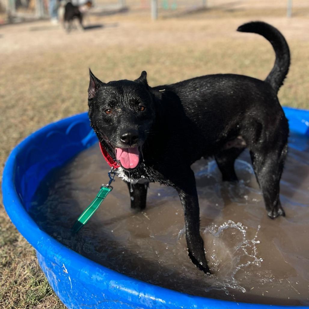Enlarge Spinelli, a Adoptable mixed breed in Edinburg, TX image 2/6